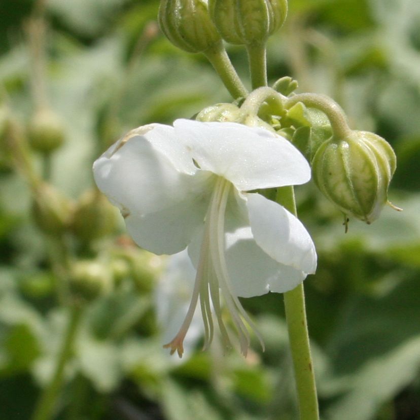 Geranium macr. 'White Ness'