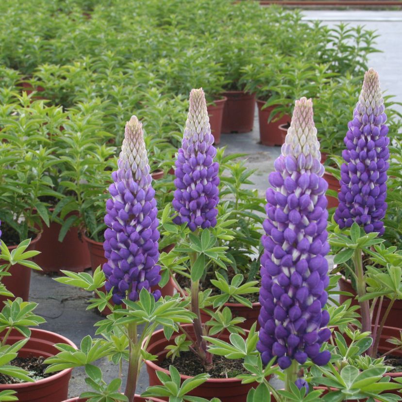 STM - Lupinus hybr. 'Persian Slipper'