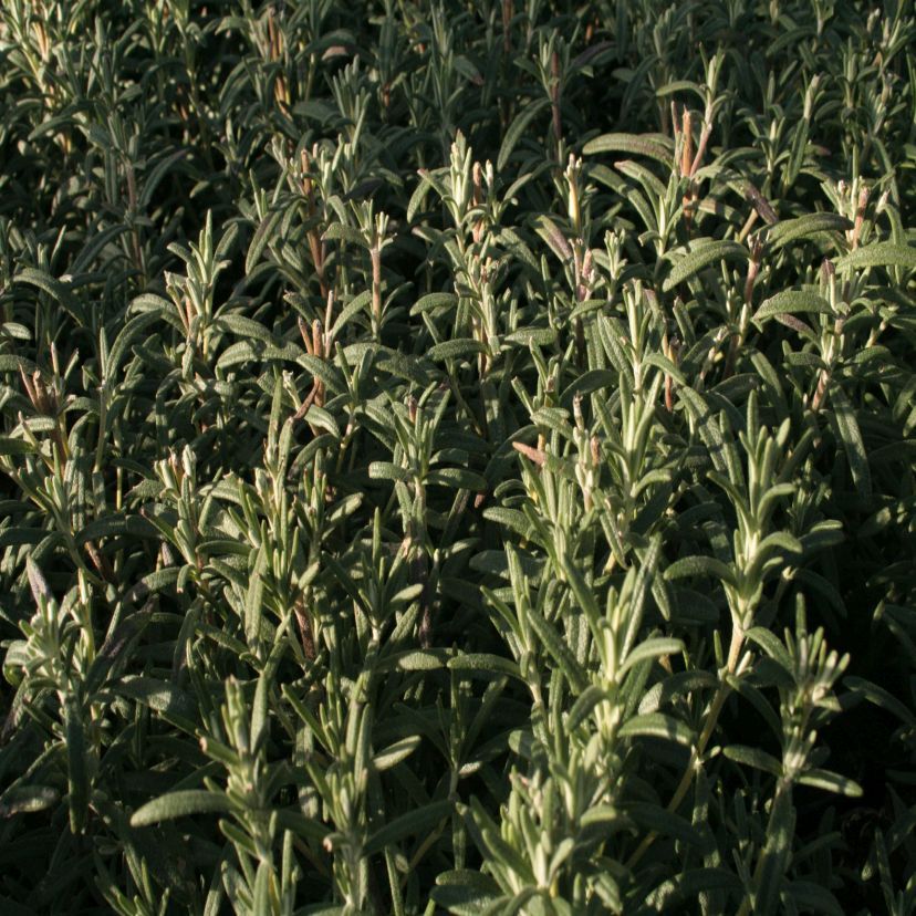 STM - Rosmarinus officinalis 'Arp'