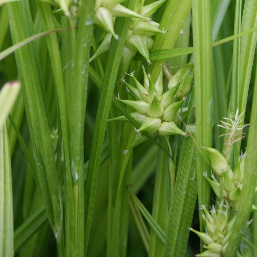 Carex grayi