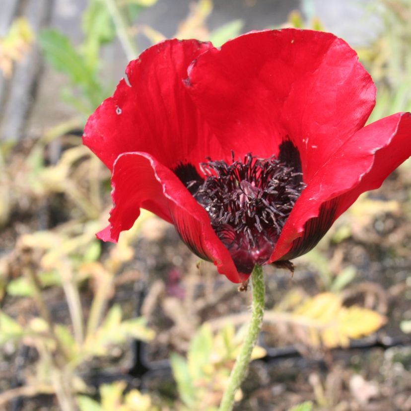 STM - Papaver orient. 'Beauty of Liverm.'