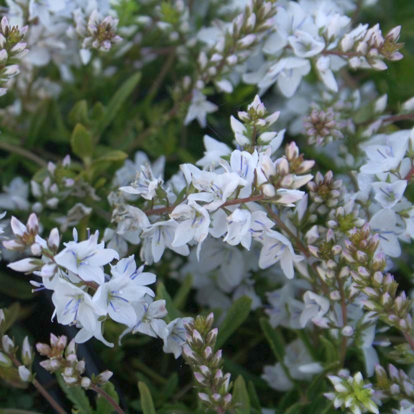 Veronica prostrata 'Blue Sheen'