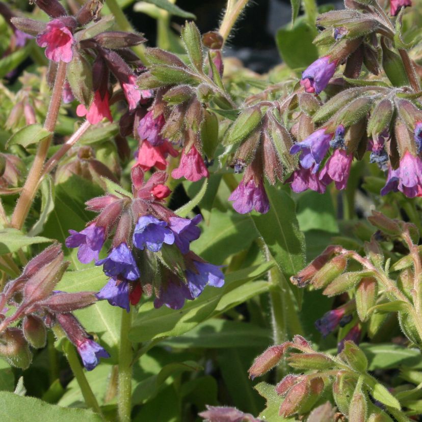 Pulmonaria officinalis