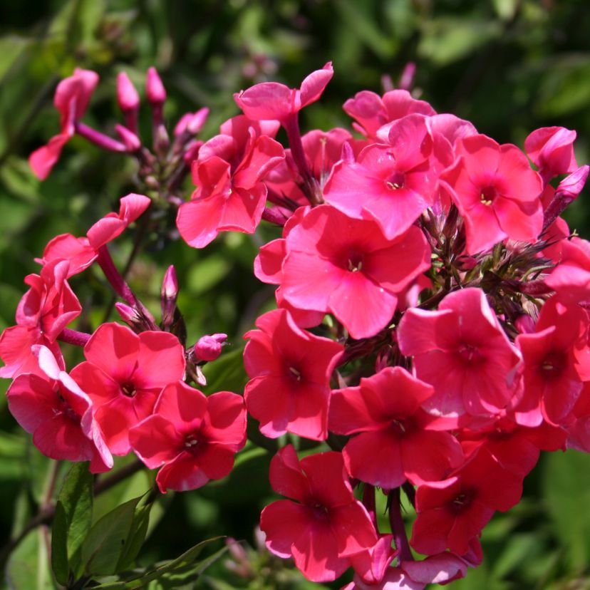 Phlox panic. 'Orange Perfect.'