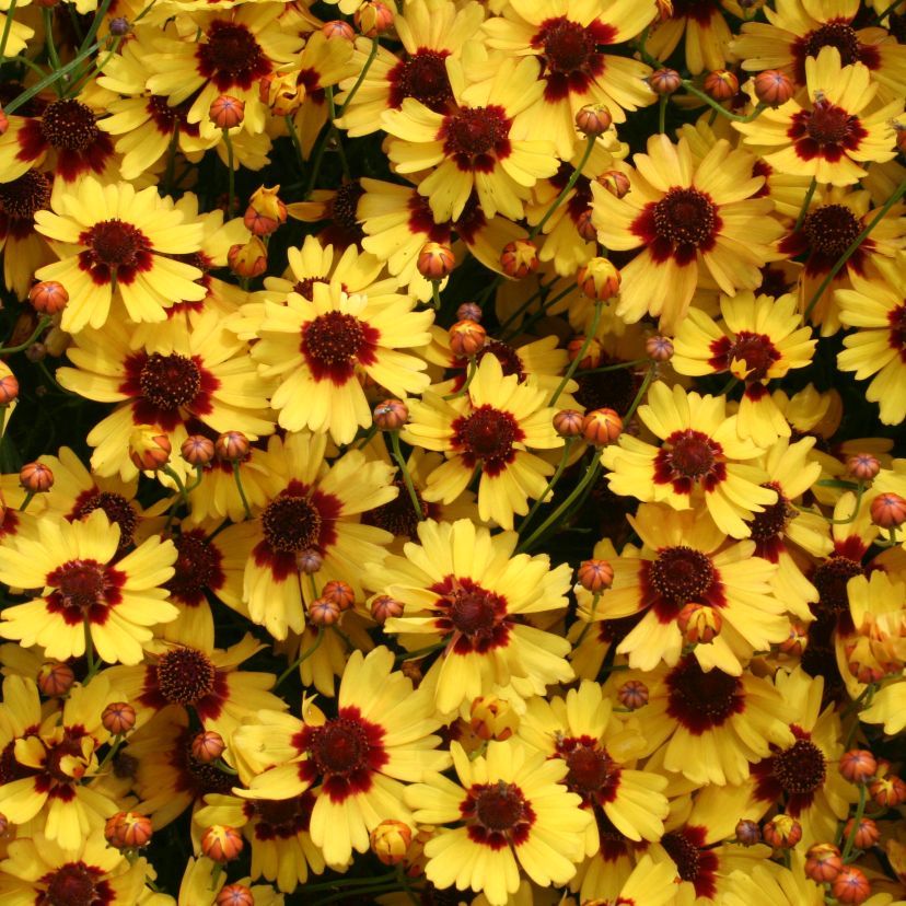 STM - Coreopsis rosea 'Pineapple Pie'  -R-
