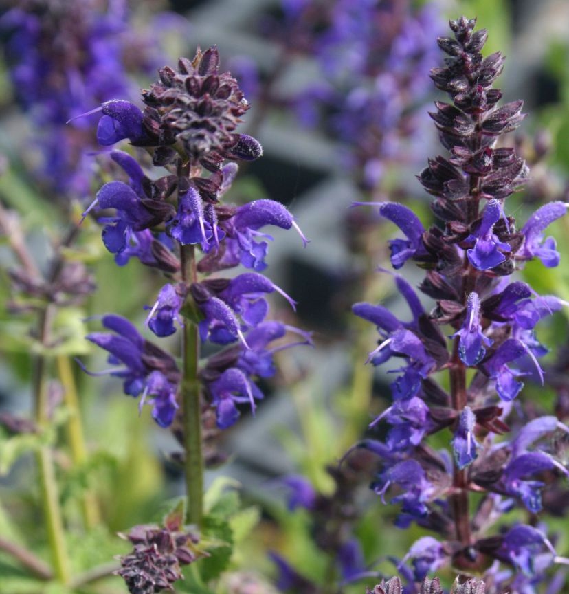 Salvia nemorosa 'Mainacht'