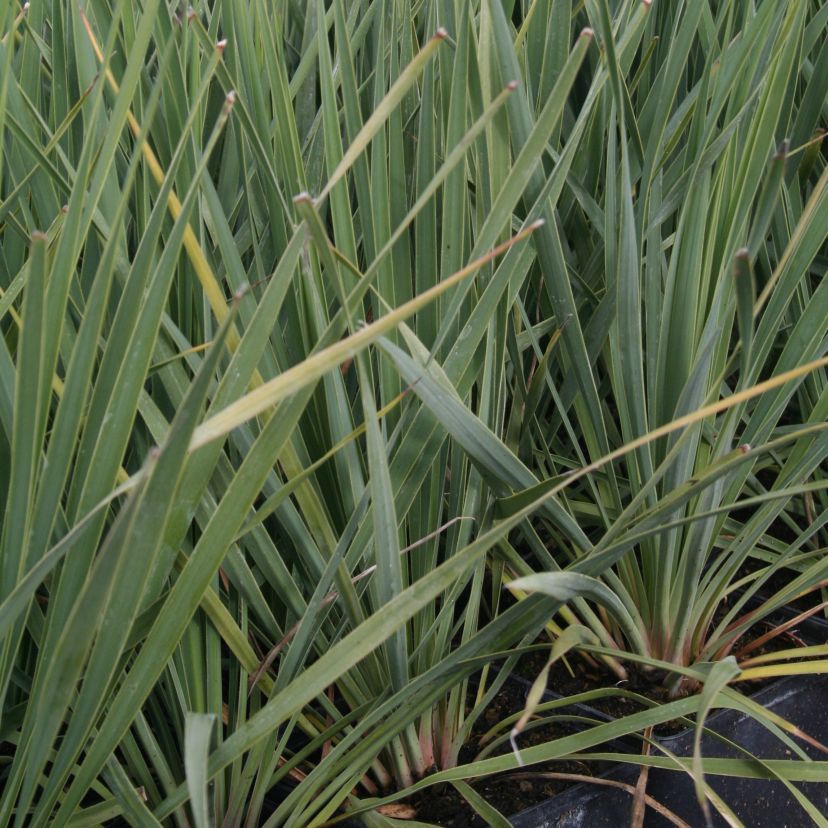 STM - Yucca rostrata 'Sapphire Skies'