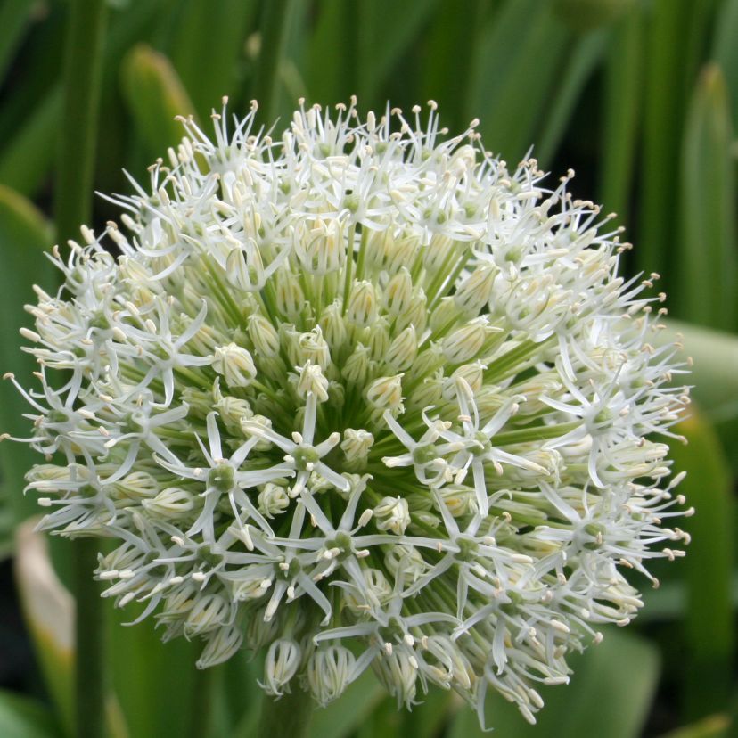 STM - Allium stipitatum 'Mount Everest'
