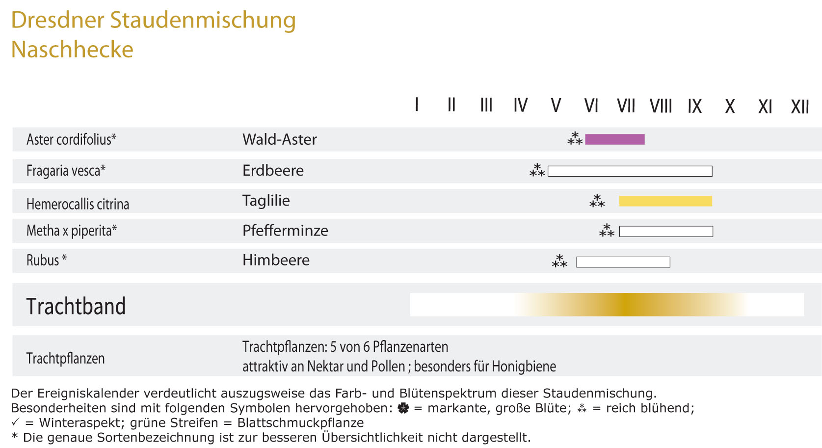 Naschhecke - Dresdner essbare Staudenhecke