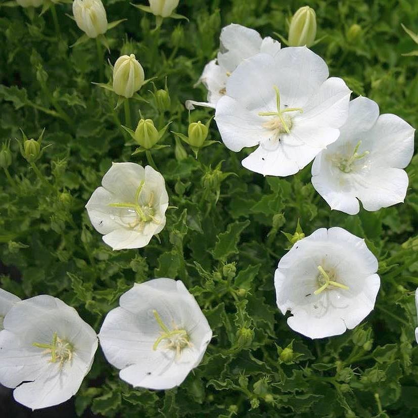 Campanula carp. 'Pearl White'