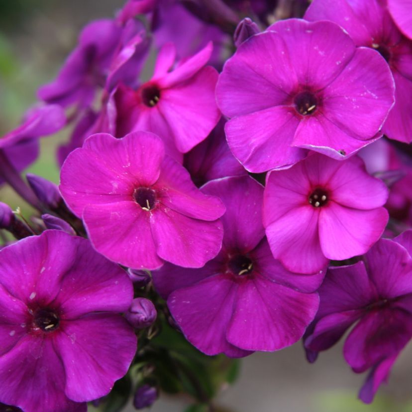 STM - Phlox panic. 'Kirchenfürst'