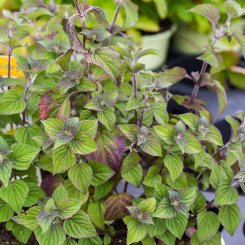 STM - Salvia rutilans