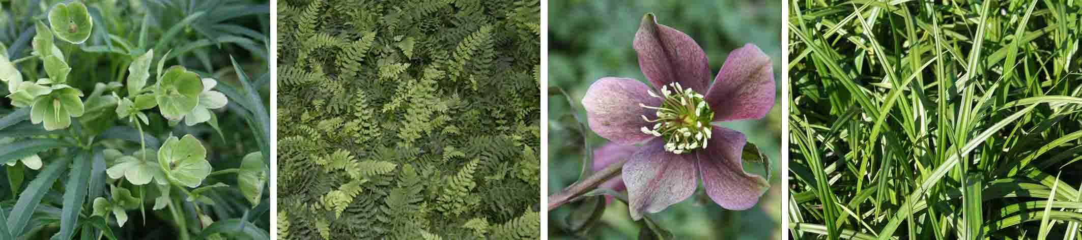 Natürlich und robust - Modul 4 - Staudenmischpflanzung als Fertigmischung vorgemischt