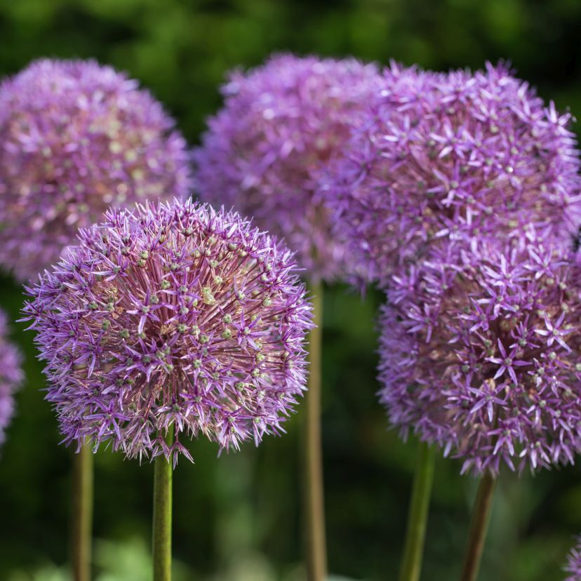 STM - Allium giganteum 'Globemaster'
