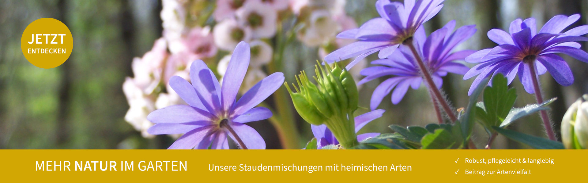 Banner-Grafik mit Text: Mehr Natur im Garten. Unsere Staudenmischungen mit heimischen Arten. Robust, pflegeleicht und langlebig, Beitrag zur Artenvielfalt