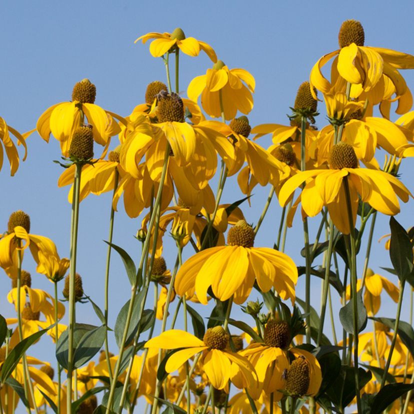 Rudbeckia nitida 'Herbstsonne'