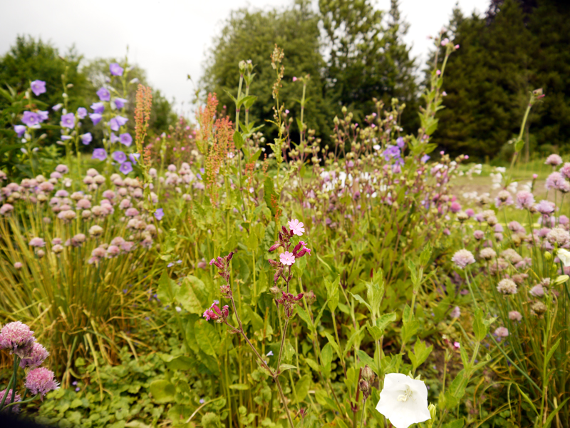 Frische Kräutersalate - Dresdner essbare Staudenmischung