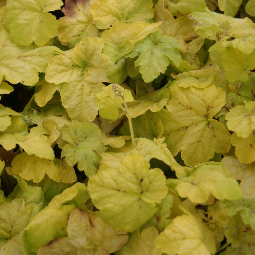STM - Heucherella hybr. 'Yellowstone Falls'