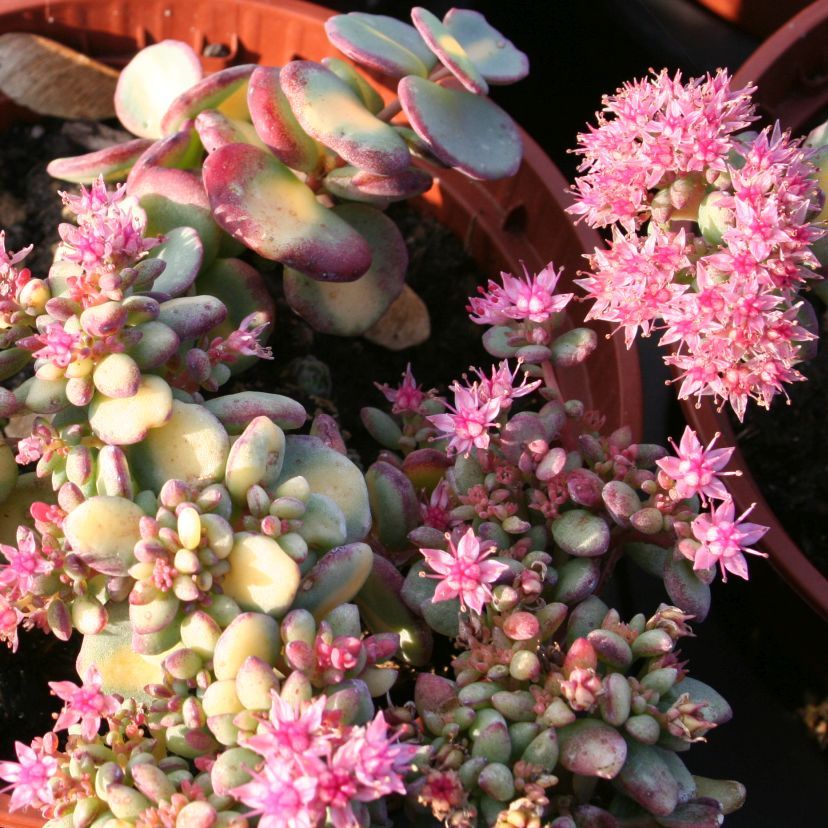 Sedum sieboldii 'Mediovariegatum'