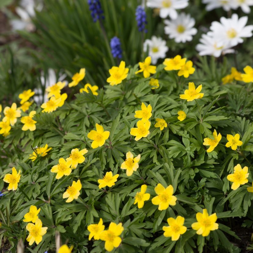 STM - Anemone ranununculoides