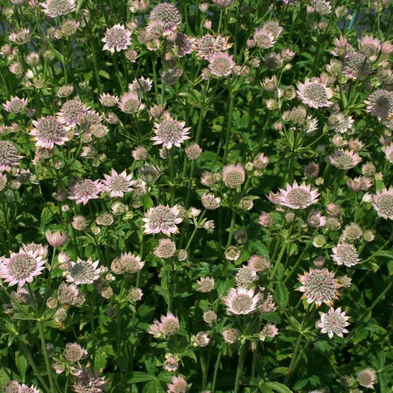 Astrantia major 'Florence'  -R-