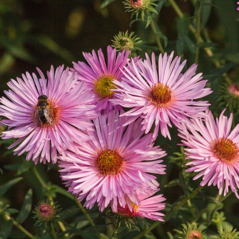 STM - Aster n.- a. rosa