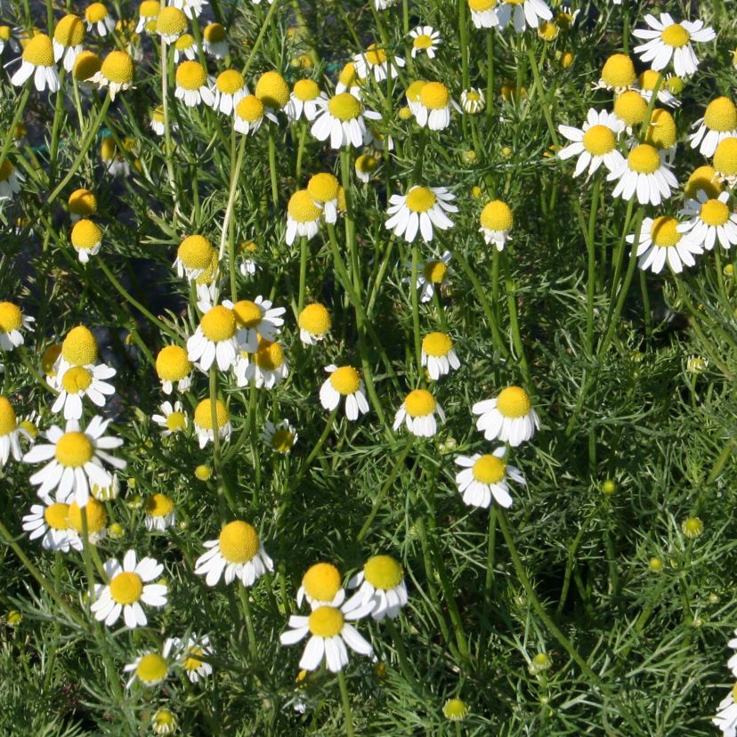 STM - Matricaria recutita (chamomilla)