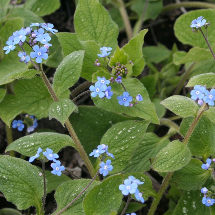 Brunnera macrophylla 'Langtrees'