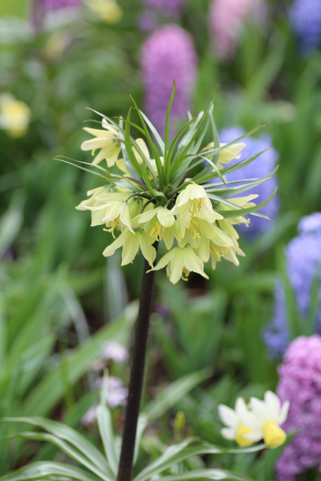 Fritillaria raddeana