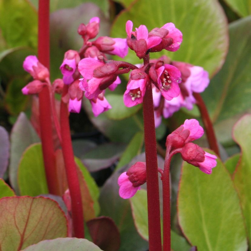 Bergenia cordifolia 'Winterglut'