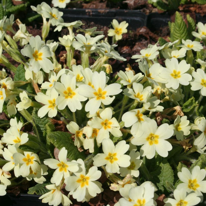 STM - Primula vulgaris ssp.vulgaris, Wildart