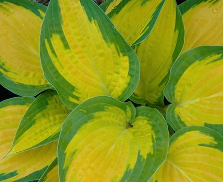 STM - Hosta fortunei 'Orange Marmalade'
