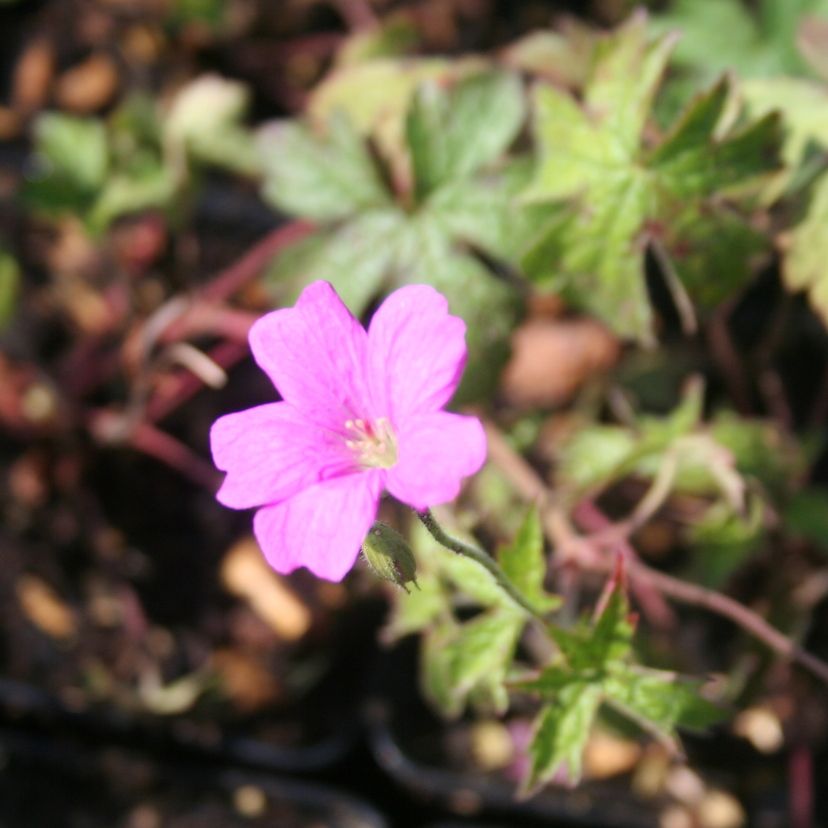 STM - Geranium x oxonianum 'Rödbylund'