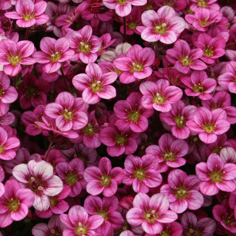 STM - Saxifraga x arendsii 'Marto Rose'