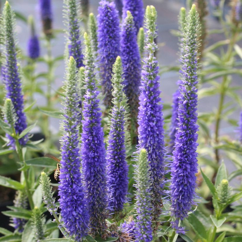 STM - Veronica spicata 'Royal Candles'