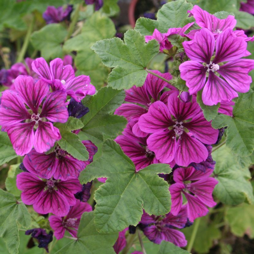 STM - Malva sylvestris ssp.mauritiana