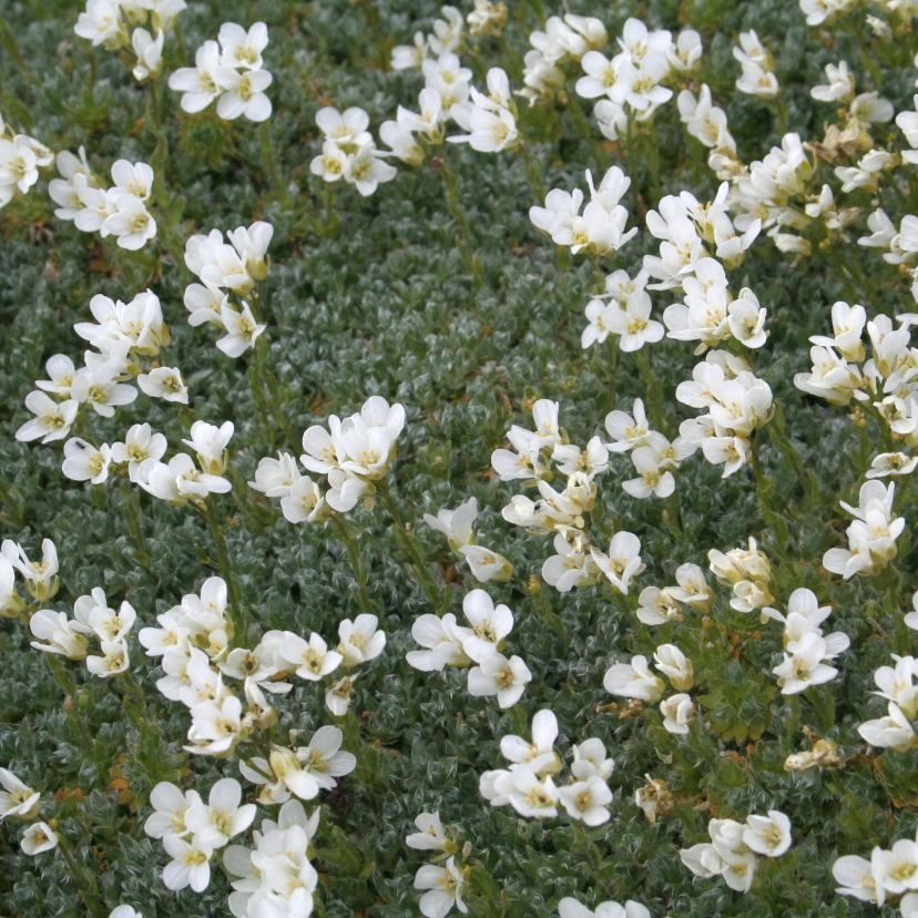 STM - Arabis kellereri