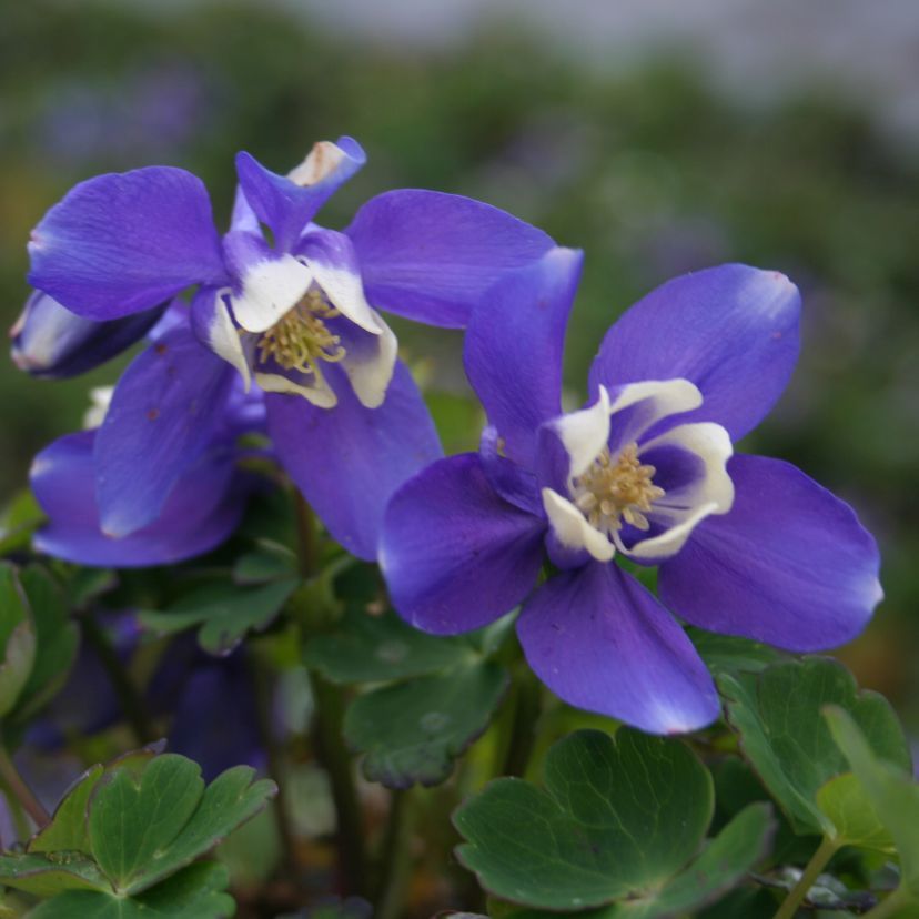 Aquilegia flab. 'Cameo Blau Weiß'