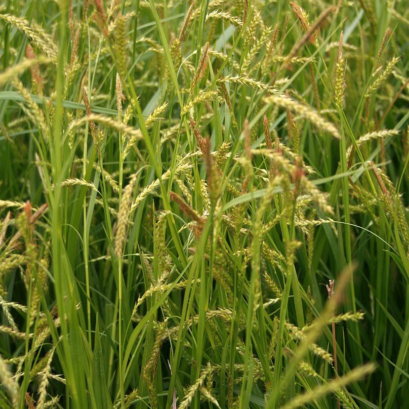 Carex sylvatica