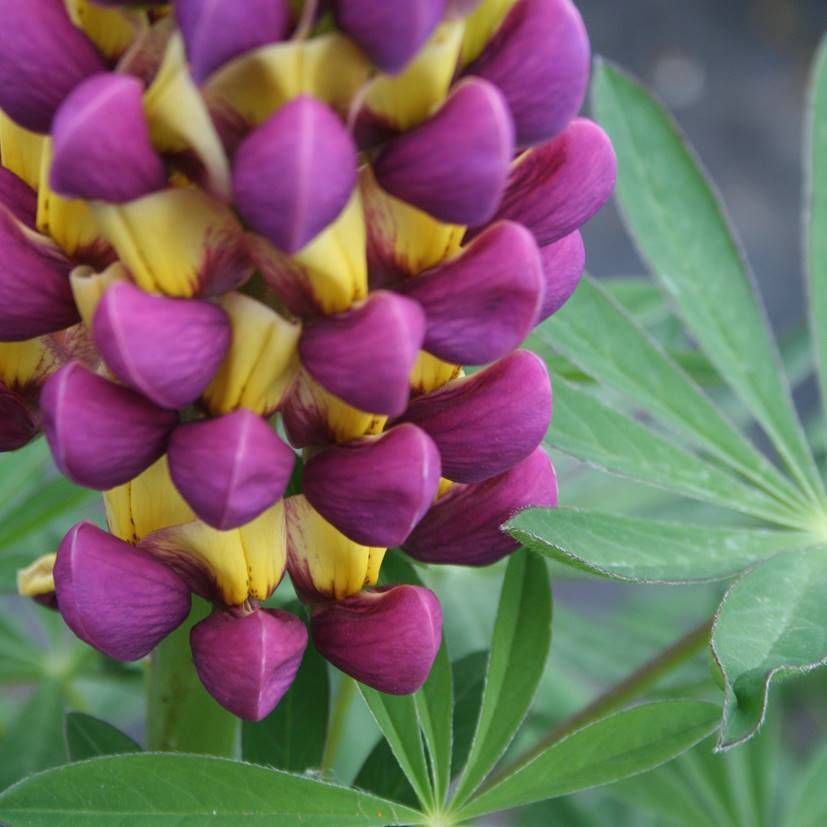 Lupinus hybr. 'Manhatten Lights'