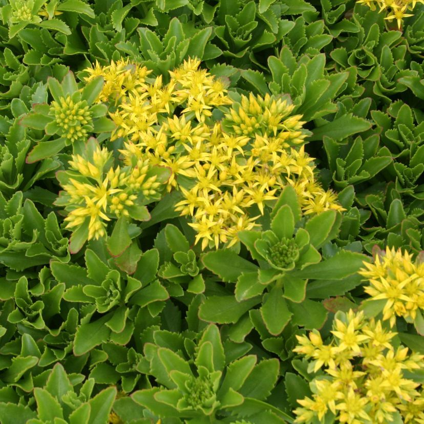 Sedum kamschatikum