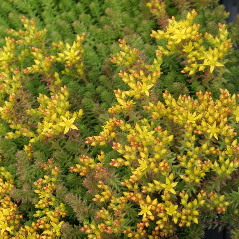 Sedum sexangulare