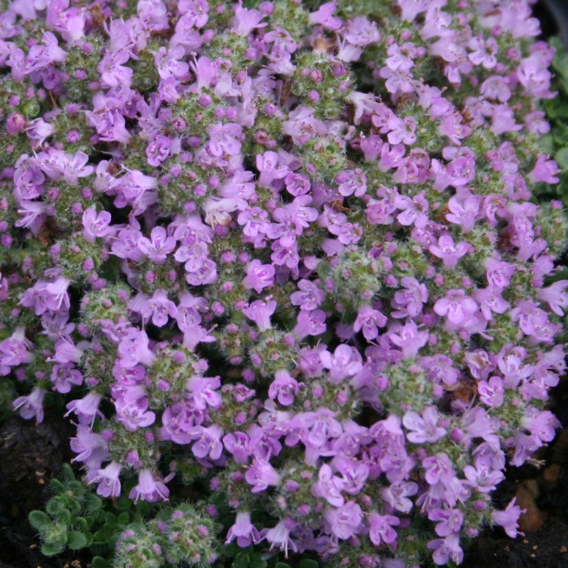 Thymus praecox 'Minor'
