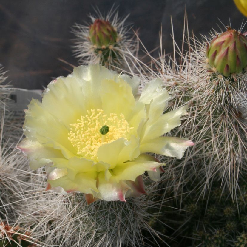Opuntia polycantha gelb