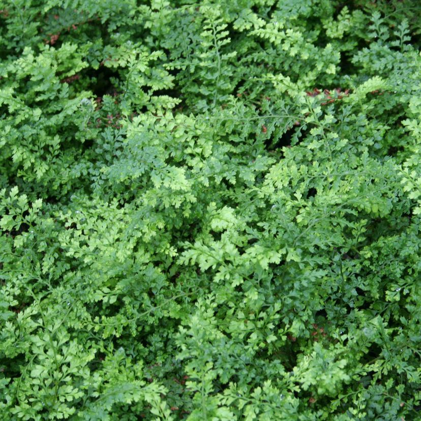 STM - Polystichum set. 'Prolif. Herrenhausen'