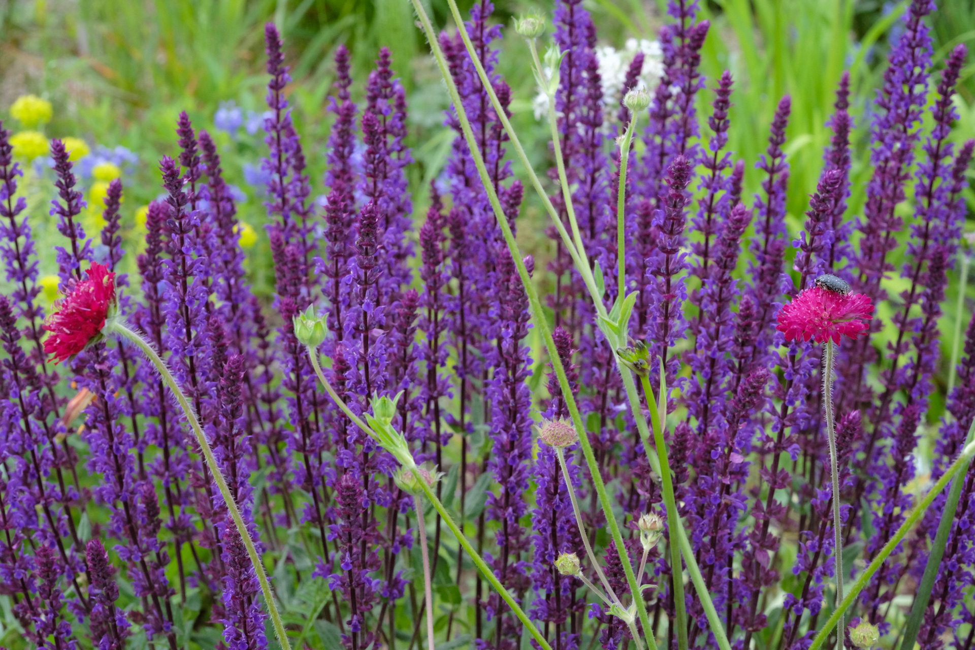 Dresdner Sickermuldenmischung mit Steppen-Salbei und Roter Witwenblume