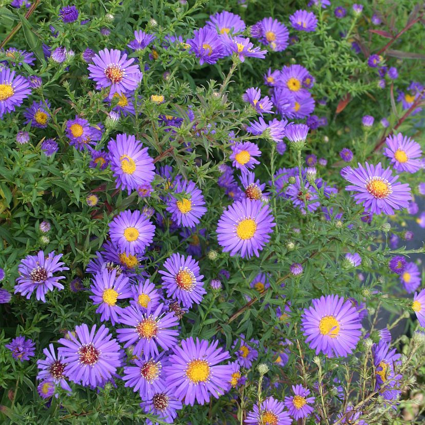 STM - Aster novi-belgii blau