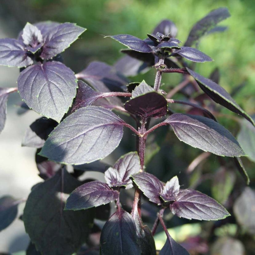STM - Ocimum hybridum 'Dark Lady'