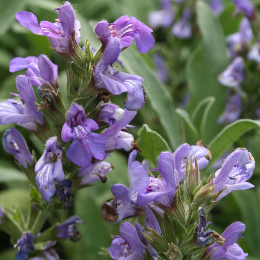 STM - Salvia lavandulifolia