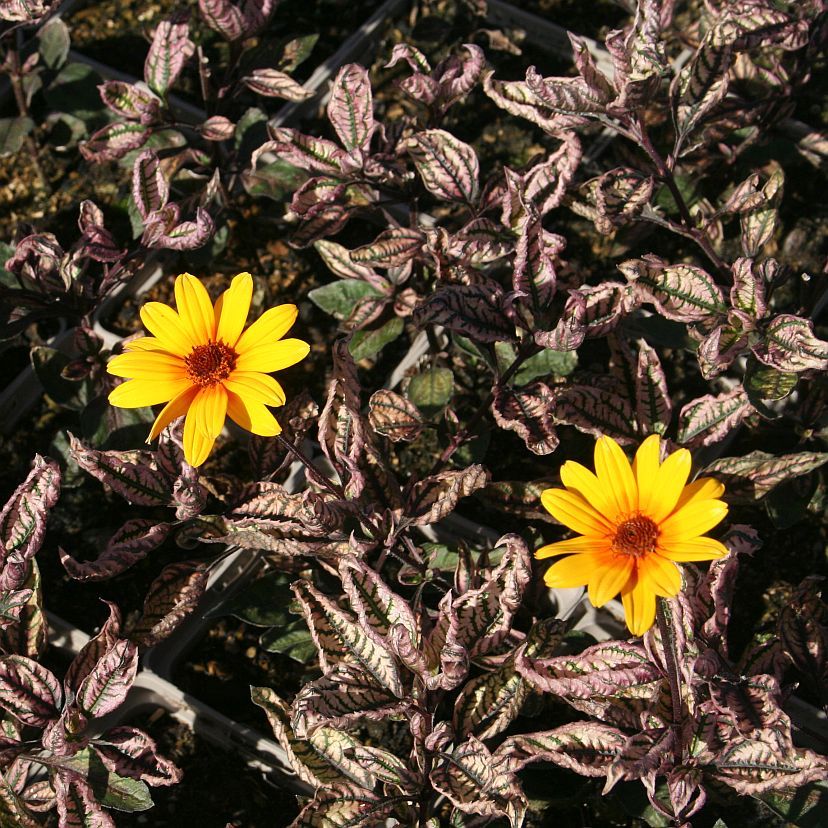 STM - Heliopsis scabra 'Summer Pink'